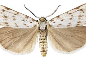 Attēlu rezultāti vaicājumam “Coscinia cribraria”