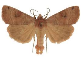 Attēlu rezultāti vaicājumam “Xestia baja”