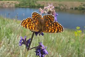 Attēlu rezultāti vaicājumam “Melitaea phoebe”
