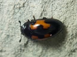 Attēlu rezultāti vaicājumam “Erotylidae”