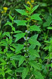 Attēlu rezultāti vaicājumam “Lycopus europaeus leaf”