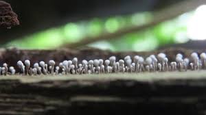 Attēlu rezultāti vaicājumam “Physarum leucophaeum stalked”