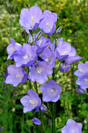 Image result for Campanula persicifolia