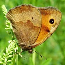 Attēlu rezultāti vaicājumam “Maniola jurtina”