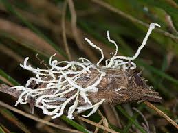 Attēlu rezultāti vaicājumam “Cordyceps farinosa”