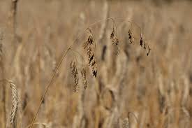 Attēlu rezultāti vaicājumam “Bromus secalinus”