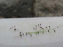 Attēlu rezultāti vaicājumam “Comatricha pulchella”