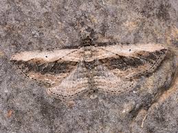 Attēlu rezultāti vaicājumam “Horisme vitalbata”