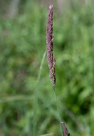 Attēlu rezultāti vaicājumam “Holcus lanatus”