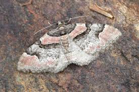 Attēlu rezultāti vaicājumam “Catarhoe rubidata”