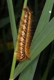 Attēlu rezultāti vaicājumam “Euthrix potatoria larva”
