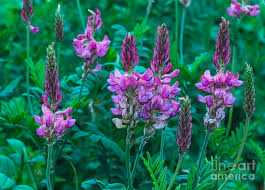 Image result for Onobrychis viciifolia