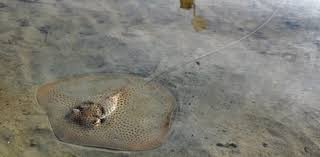 Image result for Himantura uarnak