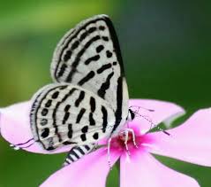 Attēlu rezultāti vaicājumam “Diaperis boleti nest”