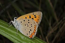 Attēlu rezultāti vaicājumam “Lycaena alciphron underside”