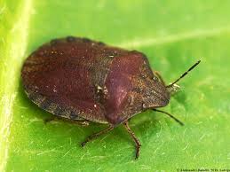 Attēlu rezultāti vaicājumam “Eurygaster testudinaria”