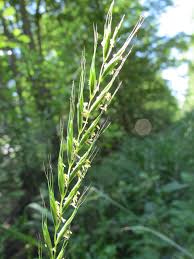 Attēlu rezultāti vaicājumam “Elymus caninus”