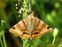 Attēlu rezultāti vaicājumam “Euclidia glyphica”