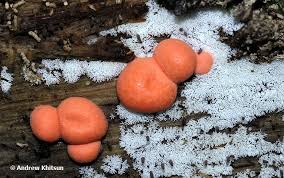 Attēlu rezultāti vaicājumam “Lycogala maculatum macro”