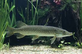 Image result for Esox lucius