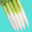 Oriental Radish, Daikon Radish, Learn About Daikon Radish