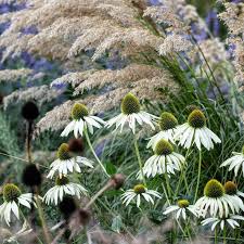 Attēlu rezultāti vaicājumam “Calamagrostis purpurea flower”