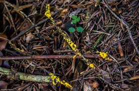 Attēlu rezultāti vaicājumam “Physaraceae”