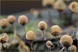 Attēlu rezultāti vaicājumam “Cribraria piriformis macro”