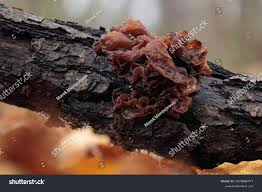 Attēlu rezultāti vaicājumam “Exidia saccharina”