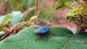 Attēlu rezultāti vaicājumam “Zicrona caerulea”