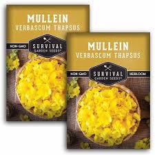 Attēlu rezultāti vaicājumam “Verbascum thapsus fruit”