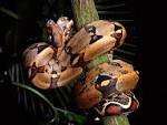 Free Red Tailed Boa Constrictor Wallpaper   Free Wallpapers