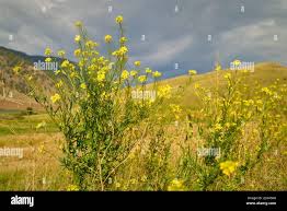 Attēlu rezultāti vaicājumam “Alyssum gmelinii”