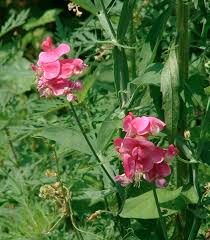 Attēlu rezultāti vaicājumam “Lathyrus”