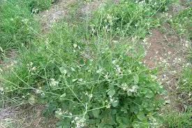 Attēlu rezultāti vaicājumam “Raphanus raphanistrum flower”