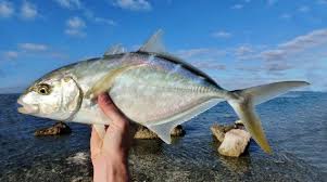 Image result for Caranx ruber