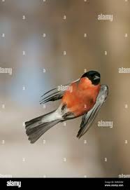 Attēlu rezultāti vaicājumam “Pyrrhula pyrrhula female”