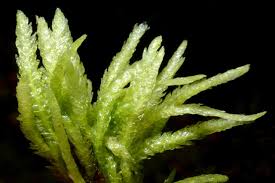 Attēlu rezultāti vaicājumam “Plagiothecium latebricola macro”