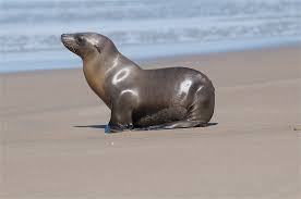 Image result for Zalophus californianus