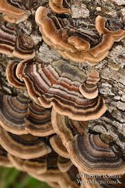 Attēlu rezultāti vaicājumam “Trametes versicolor”