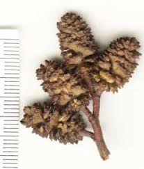 Attēlu rezultāti vaicājumam “Alnus incana fruit”