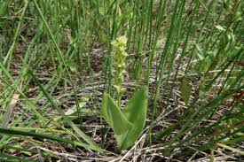 Attēlu rezultāti vaicājumam “Liparis loeselii”