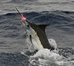 Image result for Makaira nigricans