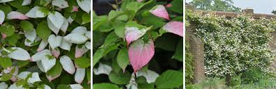 Attēlu rezultāti vaicājumam “Actinidia kolomikta”