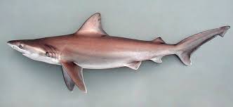 Image result for Carcharhinus