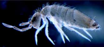 Attēlu rezultāti vaicājumam “Collembola”