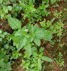 Image result for Ageratum conyzoides