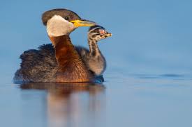 Attēlu rezultāti vaicājumam “Podiceps grisegena adult”