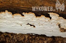 Attēlu rezultāti vaicājumam “Antrodia serialis”