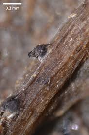 Attēlu rezultāti vaicājumam “Sordaria fimicola”